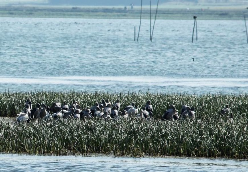 Gogabil Lake – A Sanctuary for Migratory Birds & Natural Beauty